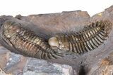 Two Beautiful Crotalocephalus Trilobites - Jorf, Morocco #362845-2